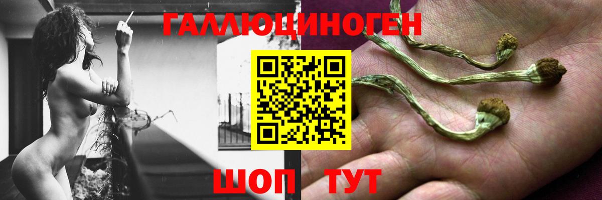 Галлюциногенные грибы Psilocybine cubensis Каменск-Уральский